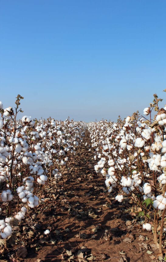 Cotton in WA's tropical north