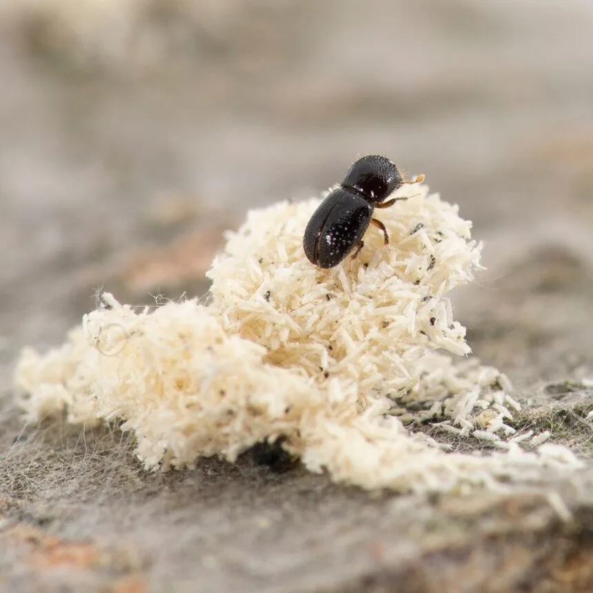 Polyphagous shot-hole borer