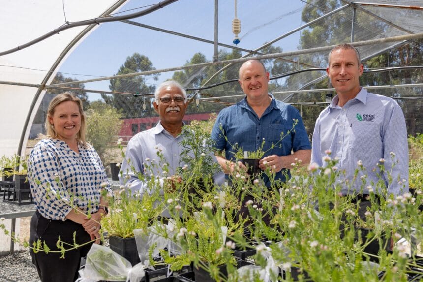 Issue 2 WAARC Horizons banner image