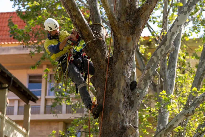 A consultant arborist works on a London plane tree at The University of Western Australia (UWA) campus as part of the university’s PSHB chemical trial. Photo: Jarryd Gardner, UWA