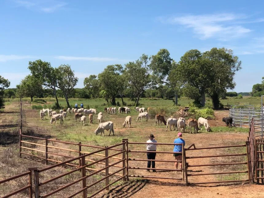 Cropping Enabled Cattle project - arrival of Brahman cattle