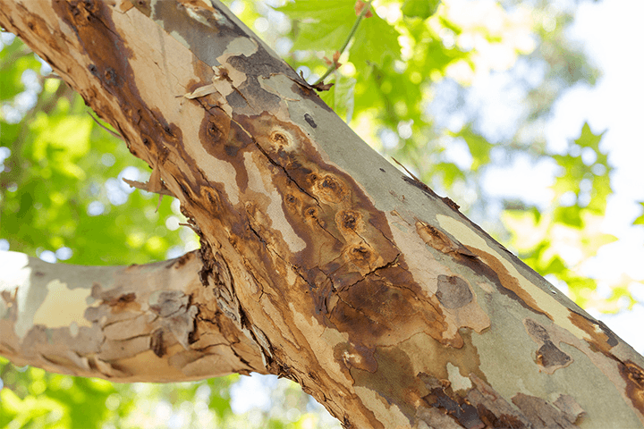 PSHB tree close-up