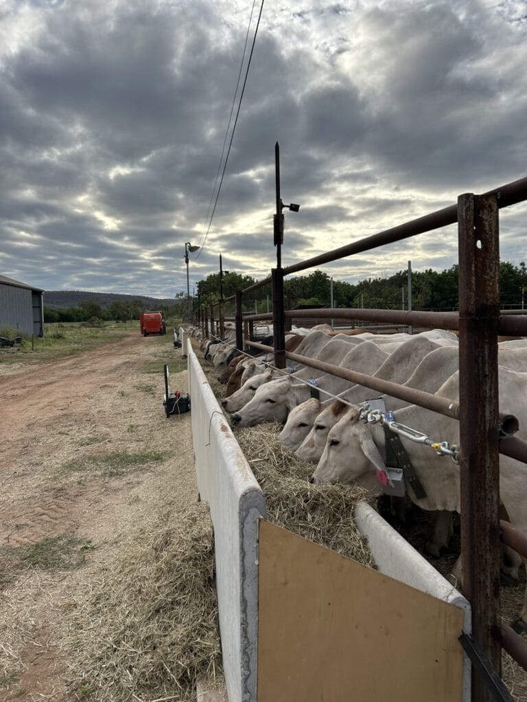 Cropping Enabled Cattle project