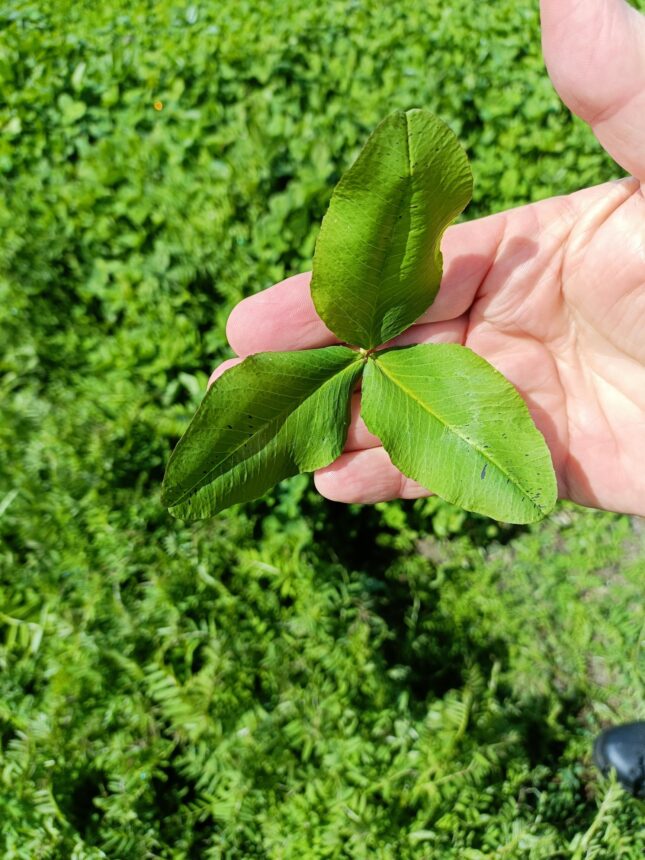 Arrowleaf at Jingalup