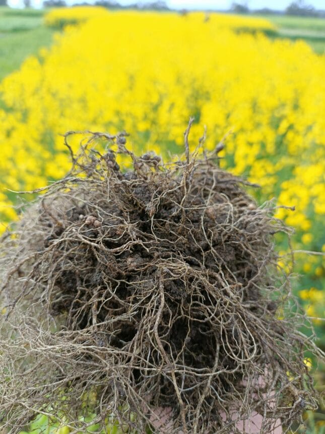 Nitrogen fixing root nodules