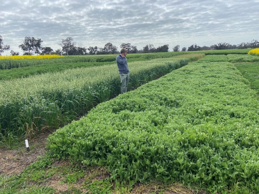 HALO project - Tambellup trial site