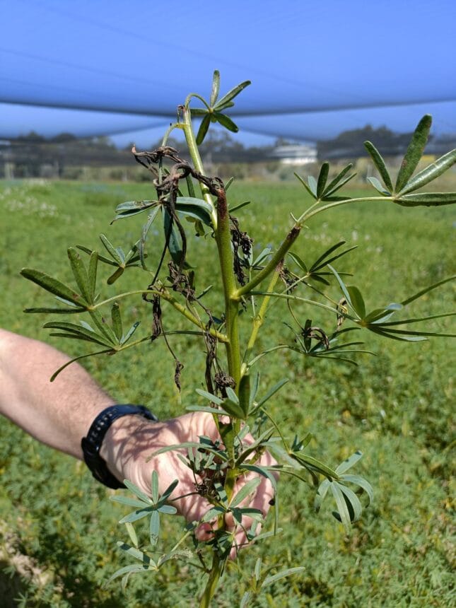 Anthracnose - Lupin Disease Resistance field tour