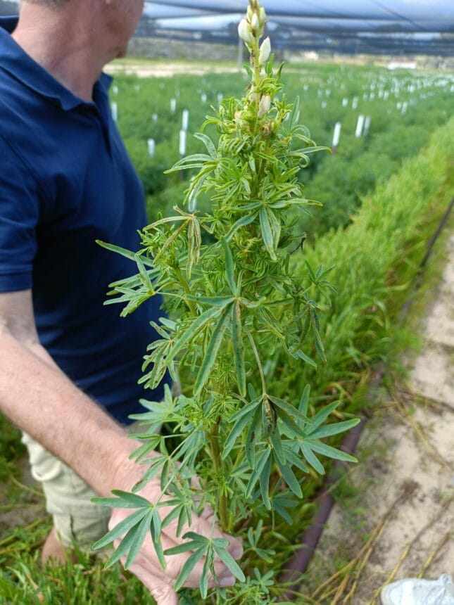 Cucumber mosaic virus (CMV) - Lupin Disease Resistance field tour
