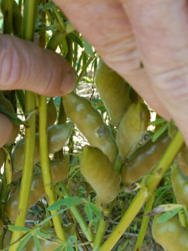 Lupin Disease Resistance project Pod Phomopsis