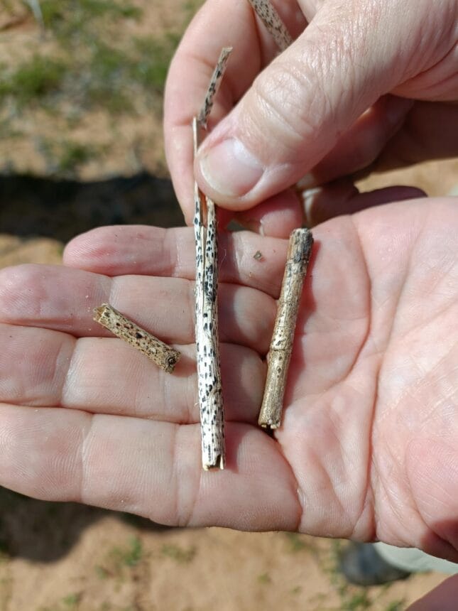 Stem Phomopsis on stubble