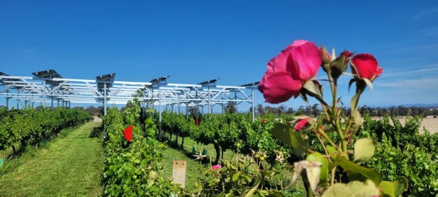 Victoria Agrivoltaics site