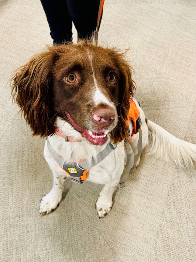 Dieback detector dog Kelly