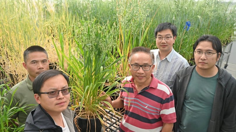 Western Crop Genetics Alliance researchers Dr Gaofeng Zhou and team at Murdoch University