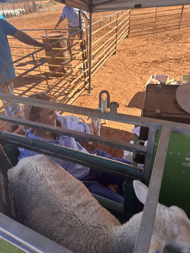 Dr Serina Hancock sheep research