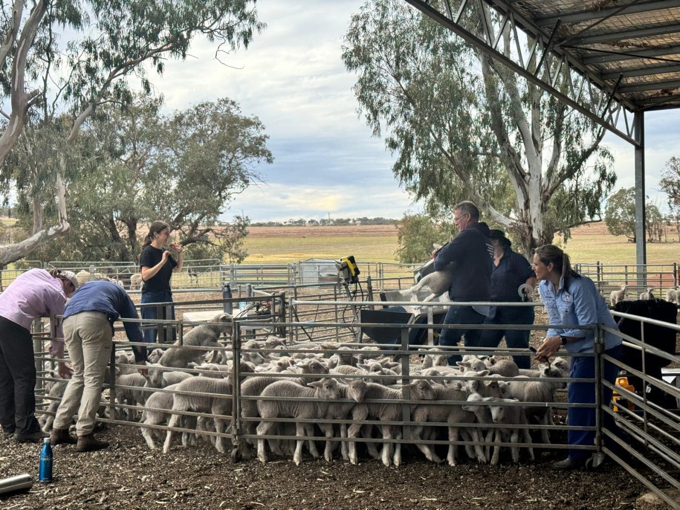 Dr Serina Hancock sheep research