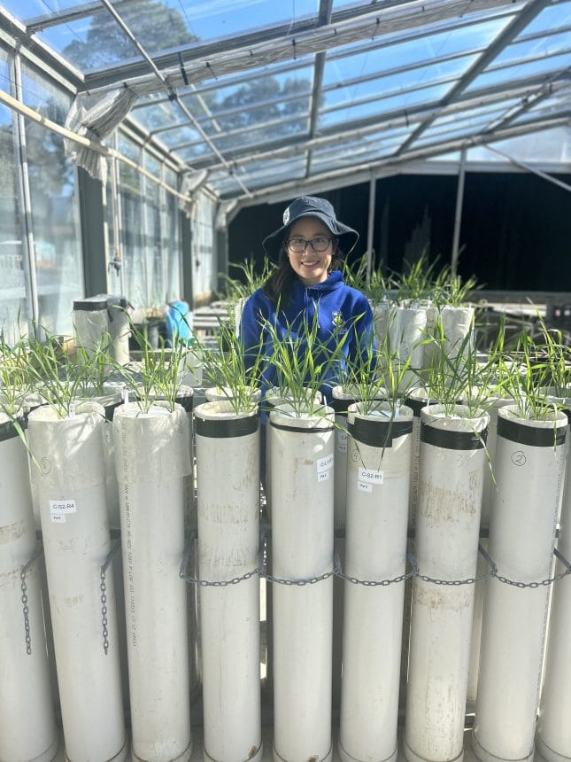 WAARC PhD scholarship student Huyem Pham in greenhouse