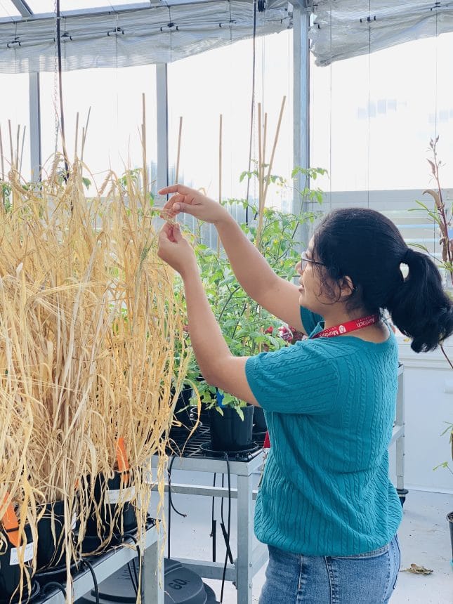 Dr Sakura Thennakoon screening crops in glasshouse
