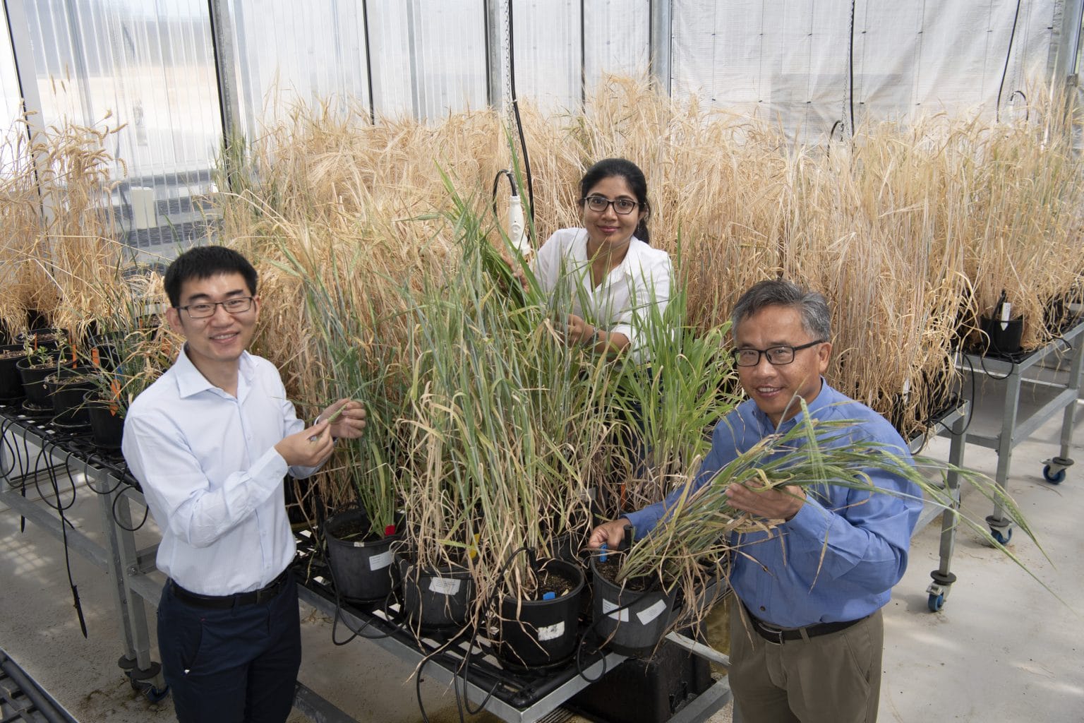 Dr Sakura Thennakoon and team working on barley genetics