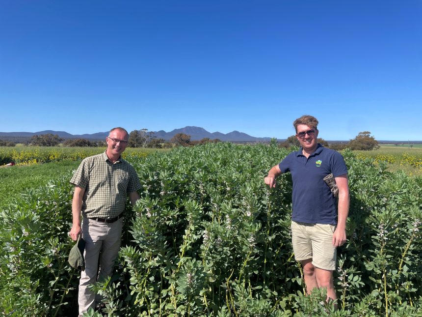 Petr Smykal (Czechia) and Rob in faba beans at trial